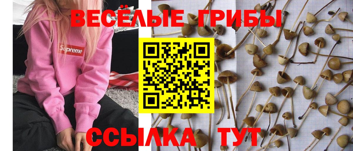 Галлюциногенные грибы Magic Shrooms  Вход с VPN  сколько стоит  Галлюциногенные грибы Magic Shrooms  Сорочинск 